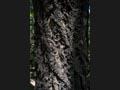굴참나무 기둥의 모습 썸네일 이미지