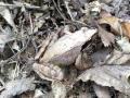북방산 개구리의 모습 썸네일 이미지