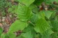 개암나무의 잎 썸네일 이미지