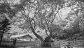 도봉서원 느티나무 썸네일 이미지