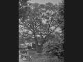 광륜사 느티나무 썸네일 이미지