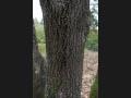 물푸레 나무의 껍질 썸네일 이미지