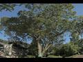 광륜사 앞의 느티나무 썸네일 이미지